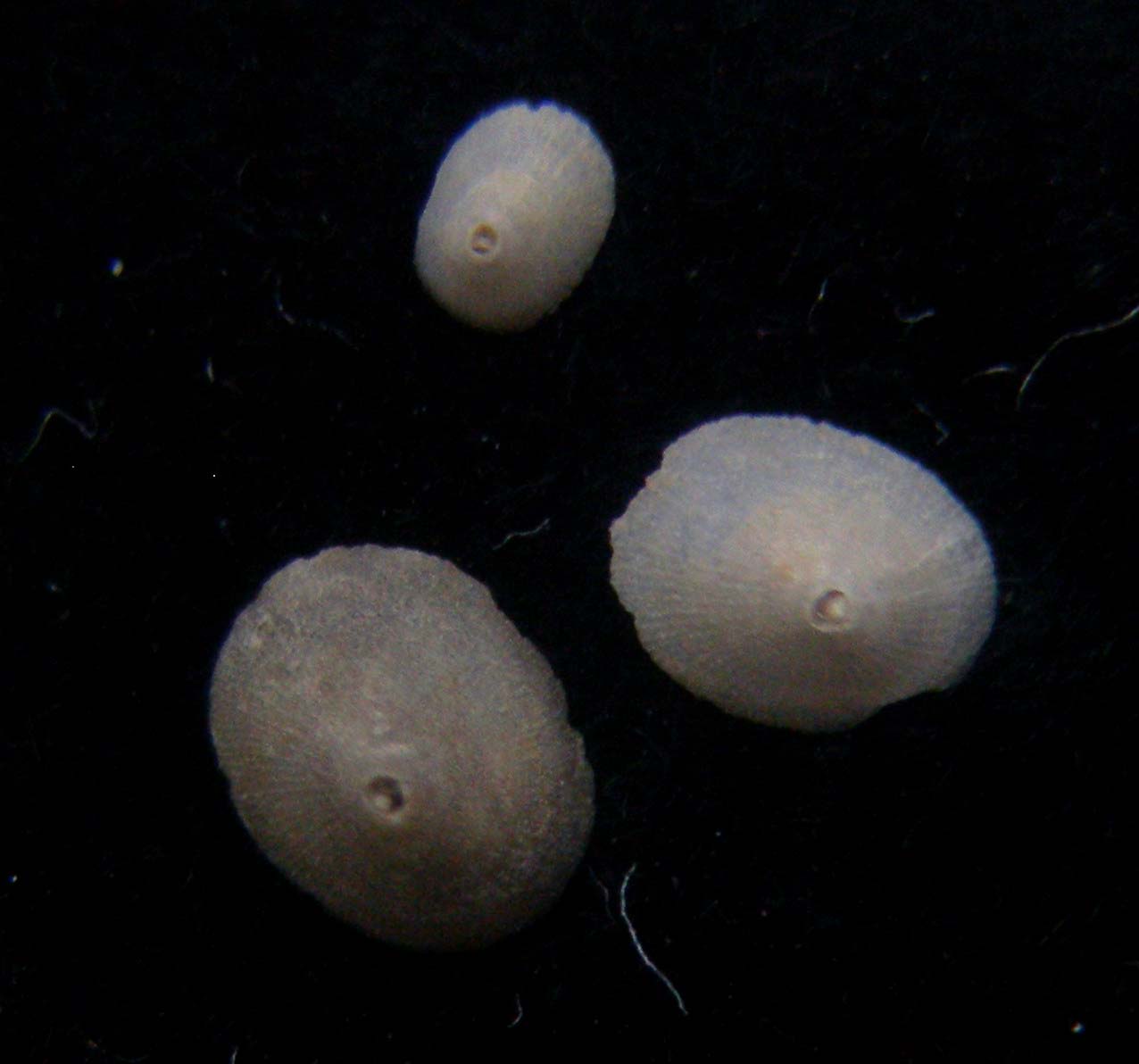 Fissurisepta granulosa